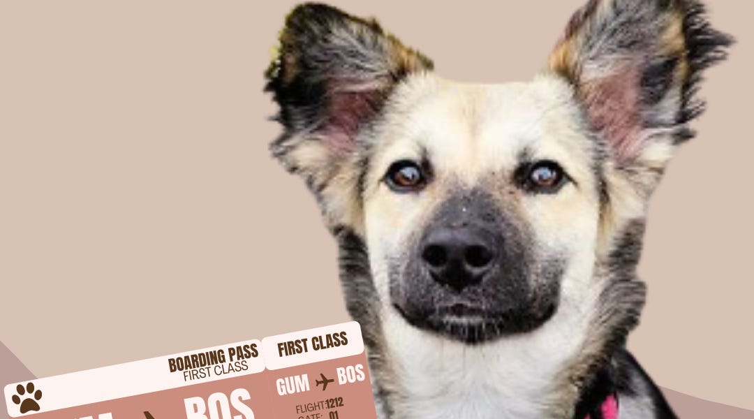 A boonie dog's new adventure in New Hampshire