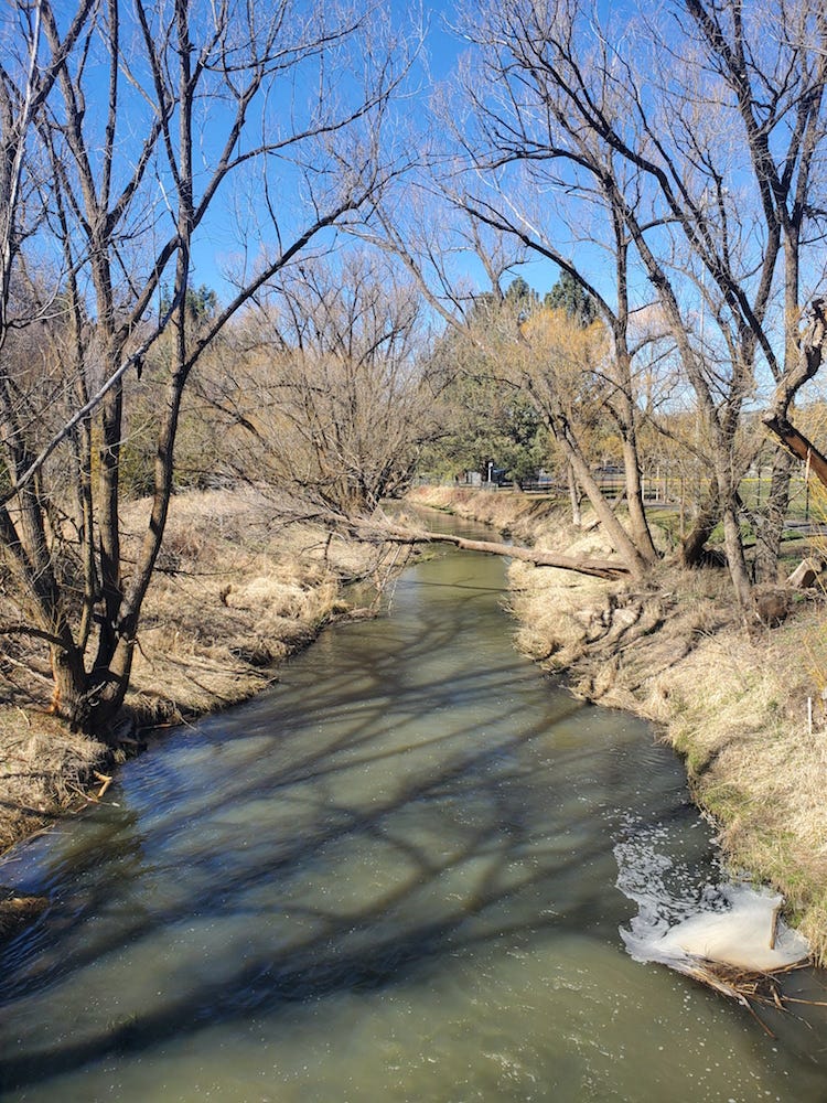 Bare trees cast shadows and lean across a murky creek banked by dry brown grass and a bright blue sky. Paradise Creek in Pullman, WA.