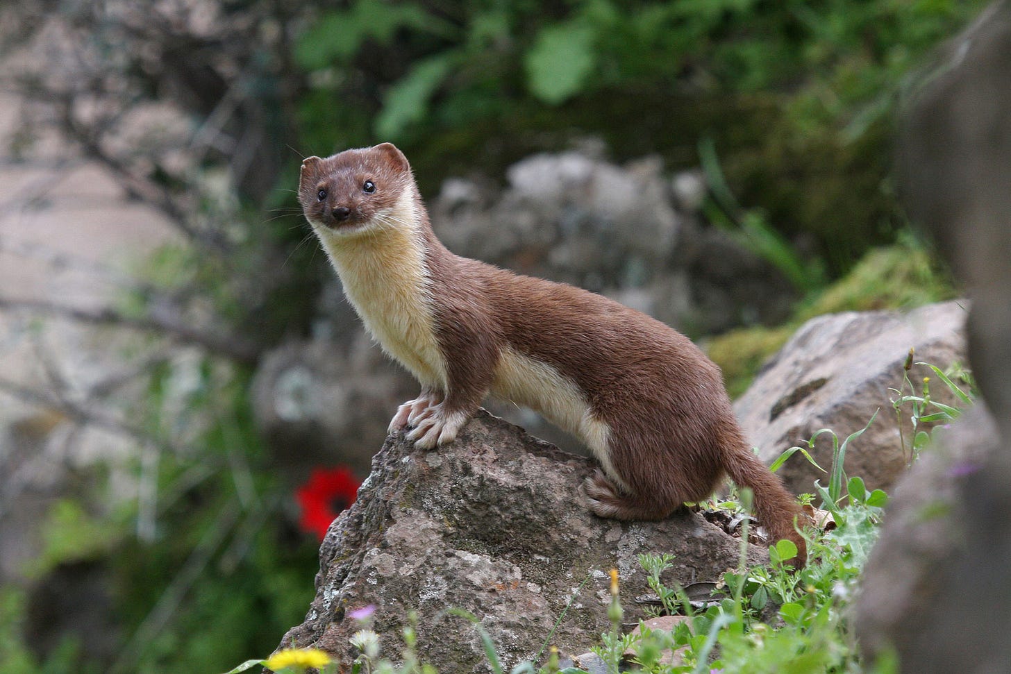 Wondering where the weasels are | Smokies LIVE