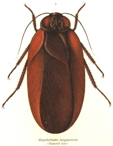 File:Megaloblatta longipennis (Shel1908-07).jpg File:Megaloblatta longipennis (Shel1908-07).jpg