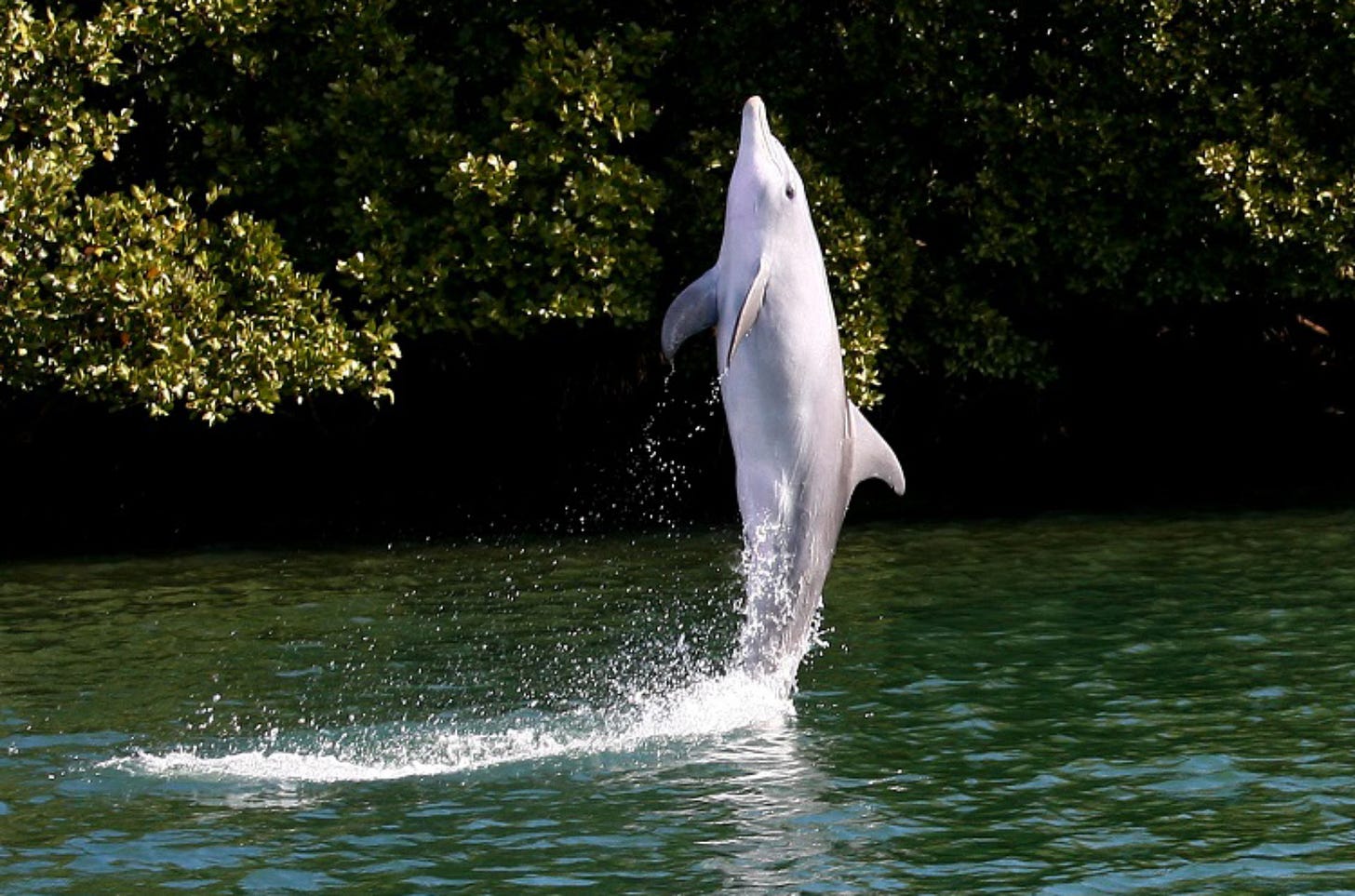 Wild Bottlenose Dolphins Learn from Each Other to Tail-Walk on Water |  Biology | Sci-News.com