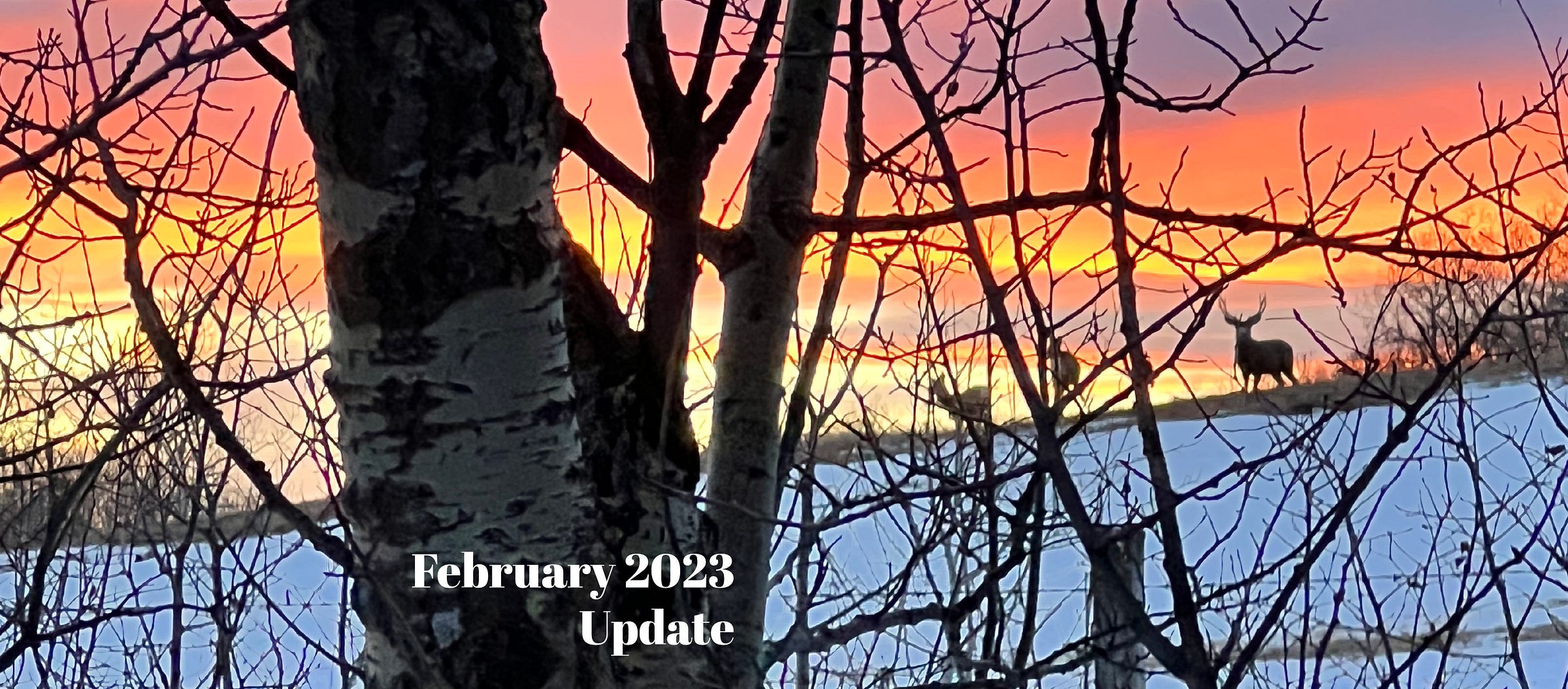 Photo of a sunset sky seen through he branches of a tree in the foreground. The ground is covered in snow and along the horizon are silhouetted deer, back lit by the orange, yellow and purple of the sky. 