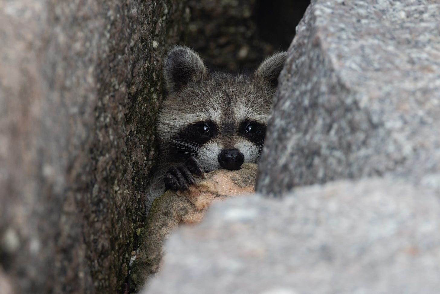 a raccoon hiding in the space between two boulders. it is peeking over a rock, with just a paw and its head from the nose up visible.