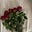 , زهَـــاري's avatar