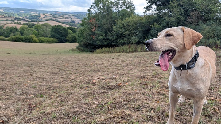 Maggie the golden Labrador enjoying the countryside