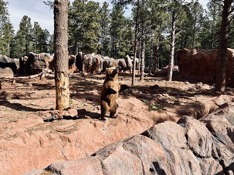 bear, goat, bobcat