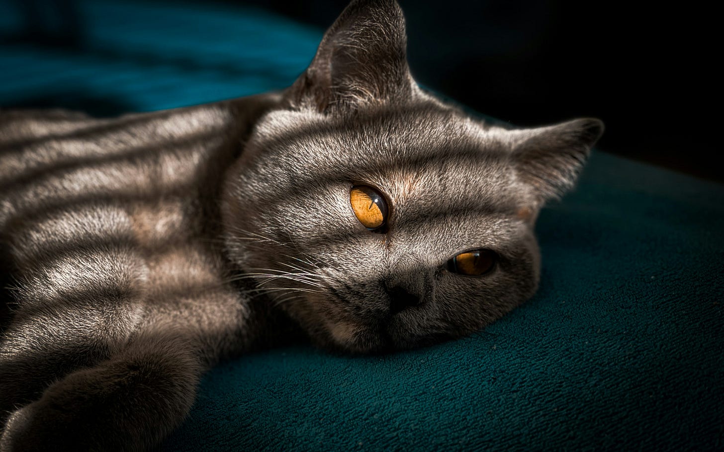 A British Shorthair lying on its side, looking philosophical (or as philosophical as a cat can look).