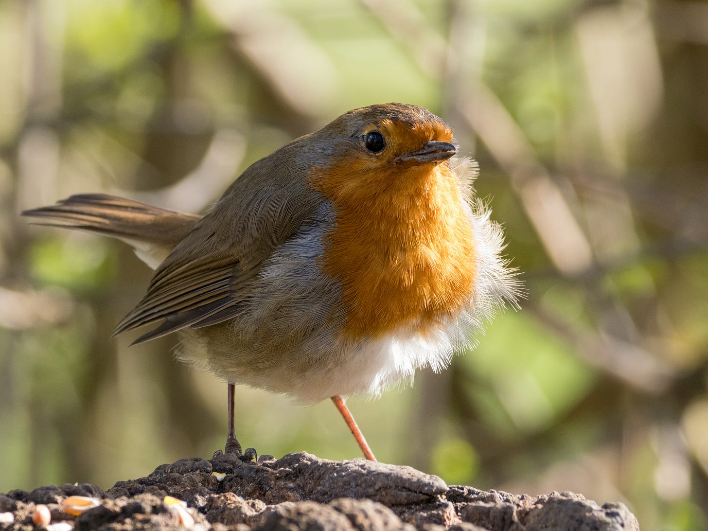 A robin sits on a post with the wind fluffing its feathers up from behind.