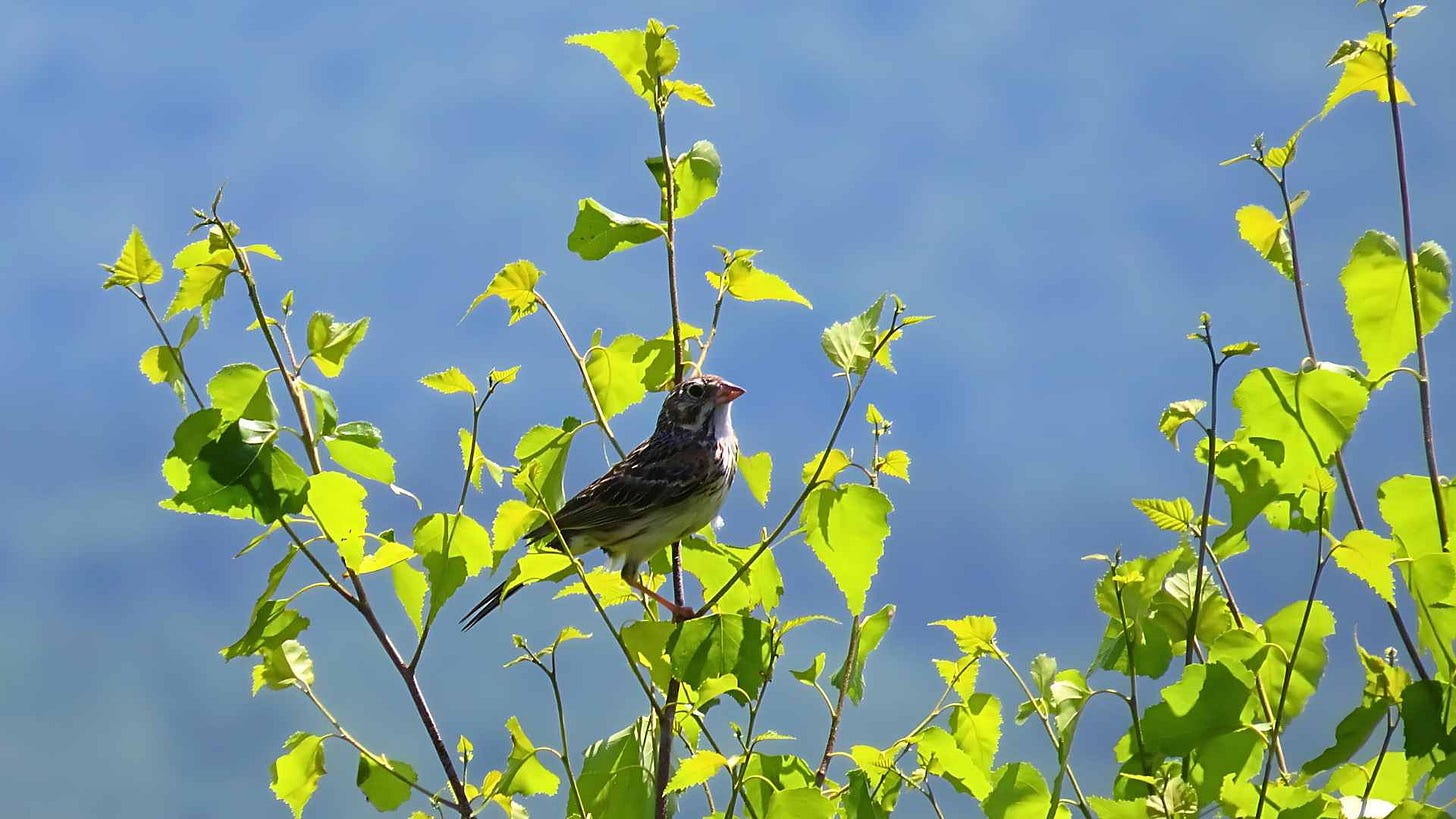 Vesper Sparrow perched in Alder tree Vesper Sparrow perched in Alder tree