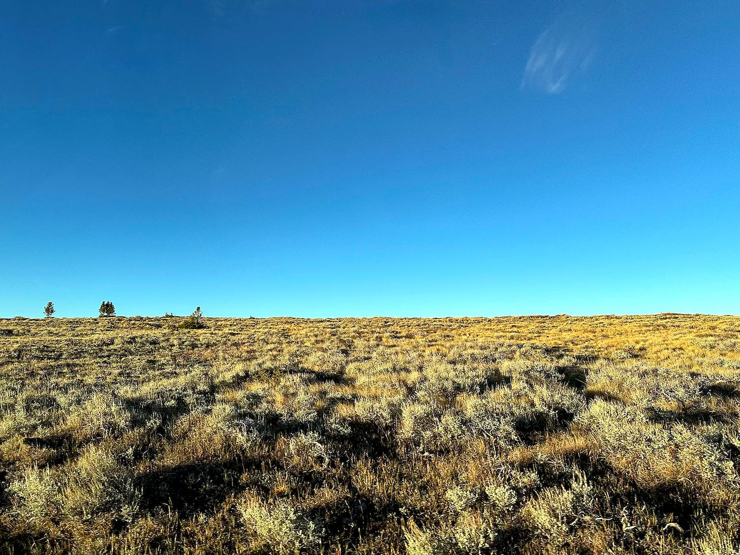 A dry, grassy plain stretches toward the horizon under a clear, bright blue sky. Sparse shrubs and small bushes dot the landscape, with a few distant trees visible on the left side.
