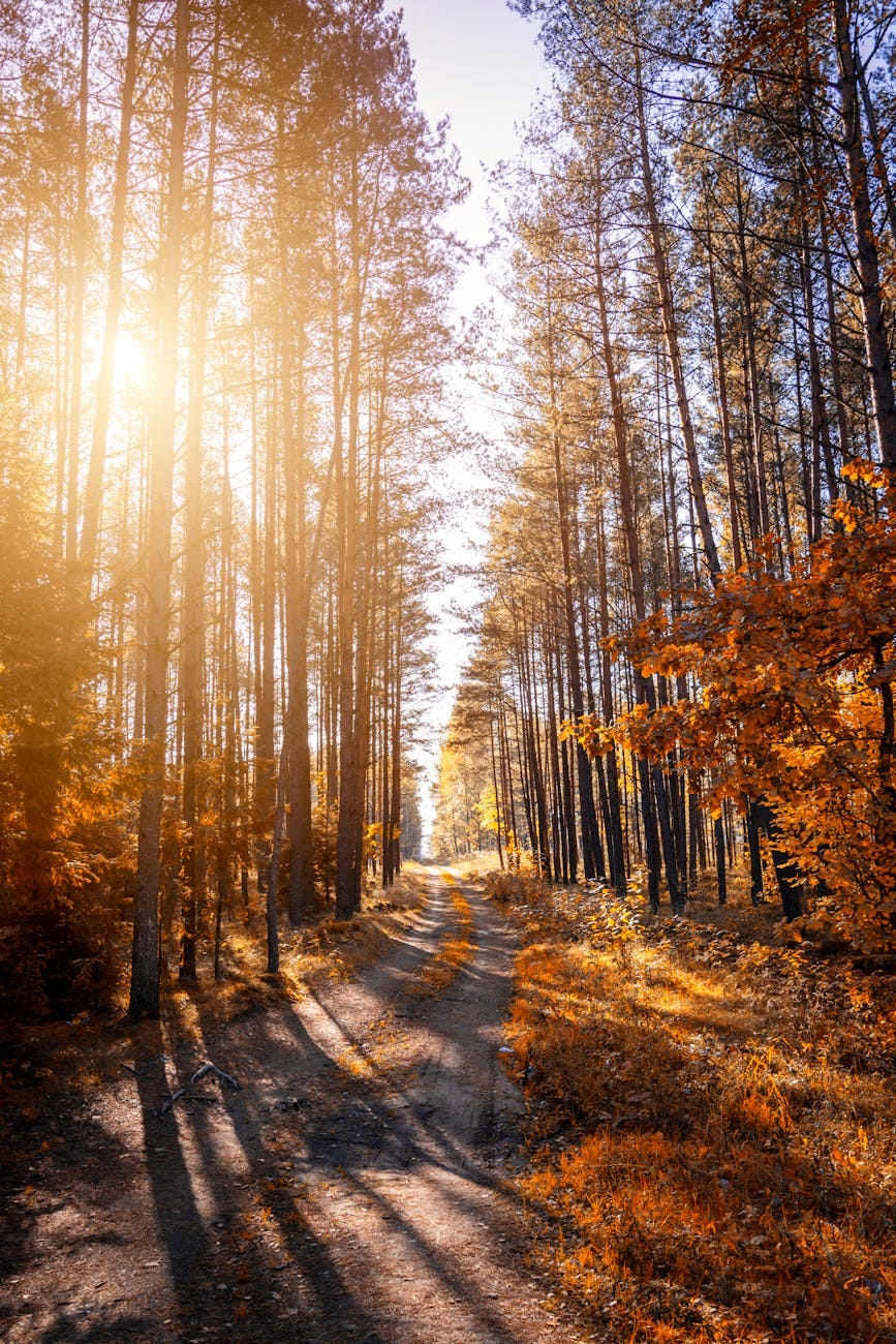 Photo by Artem Saranin - photo of a pathway in a forest