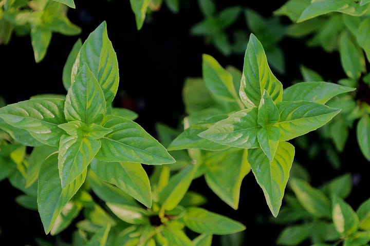 various varieties of basil plants