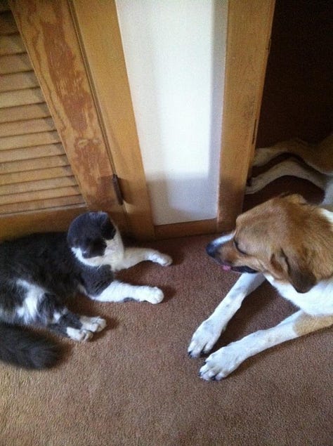 Newman with the various pets