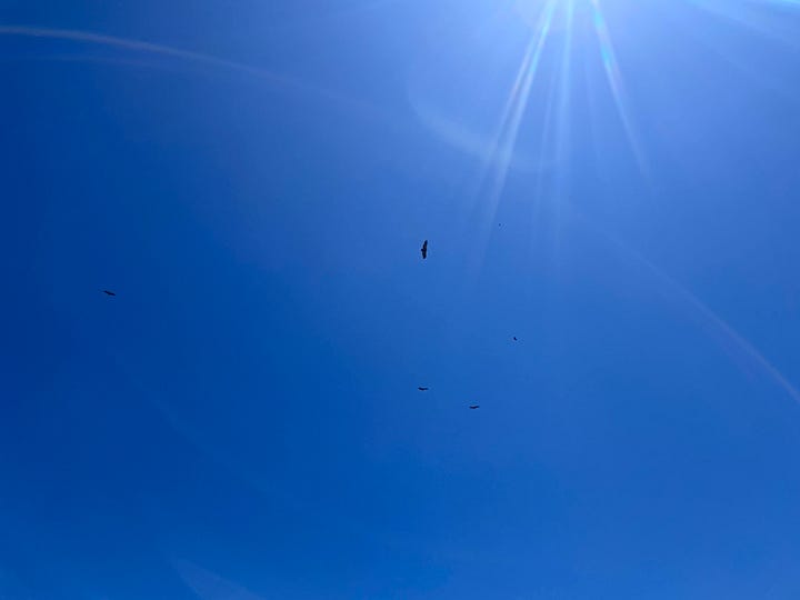 Eagles circling above