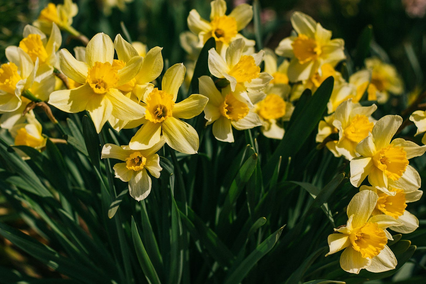 daffodils