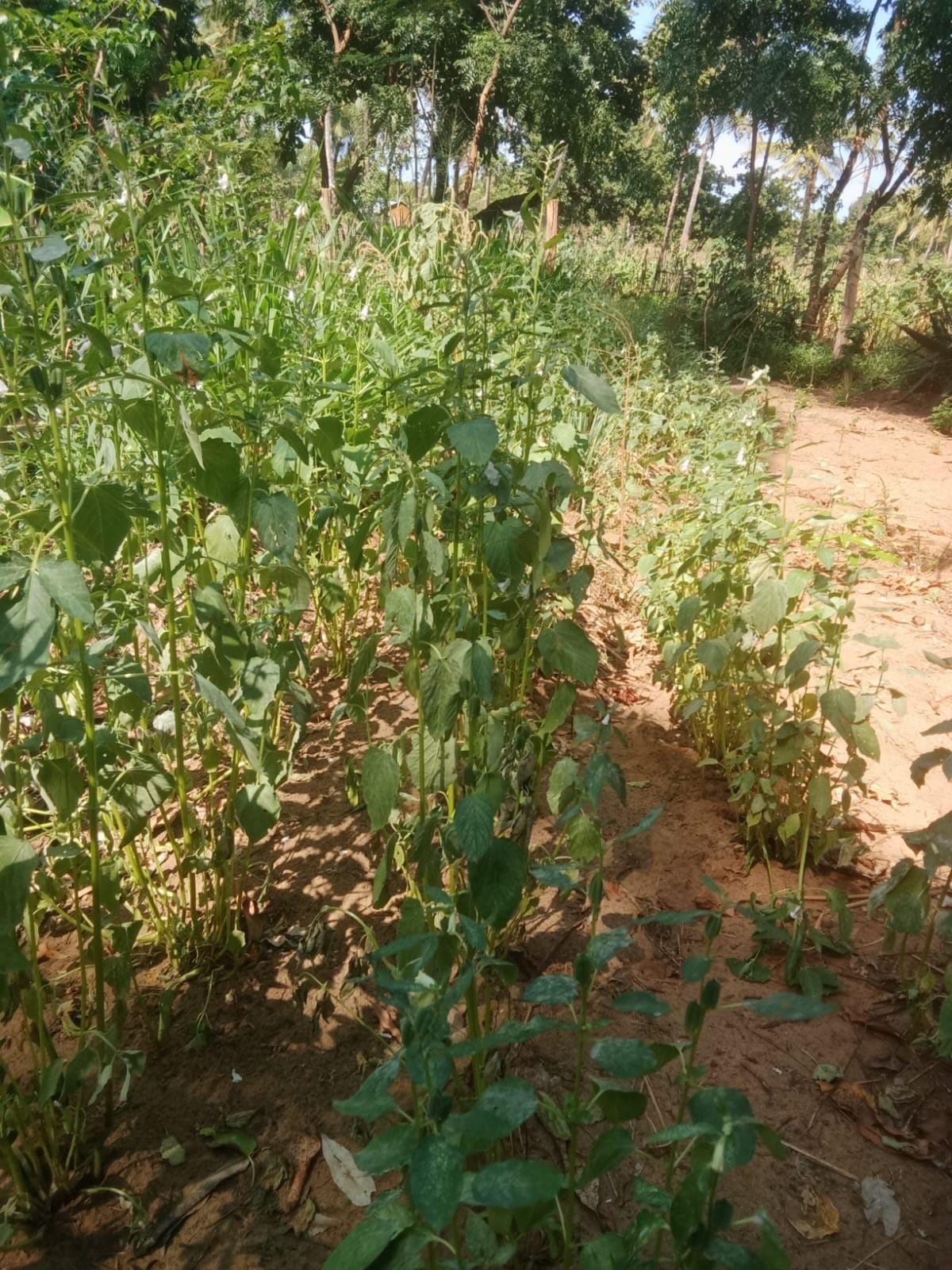 Healthy sesame plants documented at the three-month follow-up.