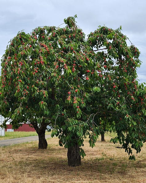 Photos of a Yamhill-Carlton Winery, cherry trees, hazelnuts, and an Oregon winemaker