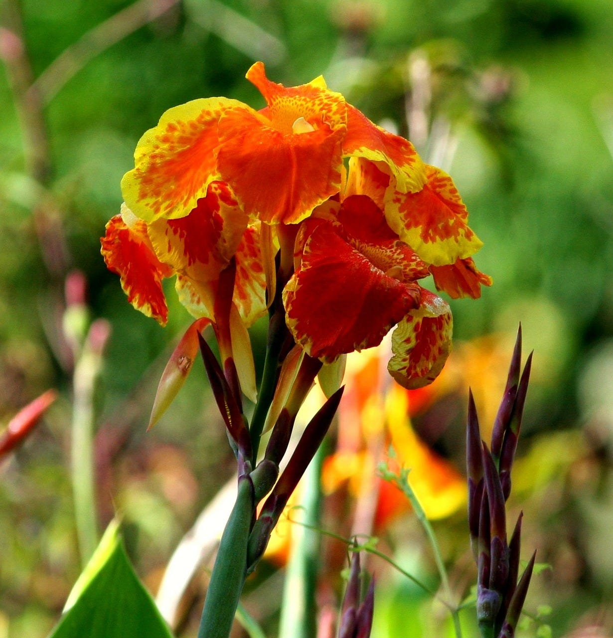glowing canna flowers are lovely and grow in the southwest