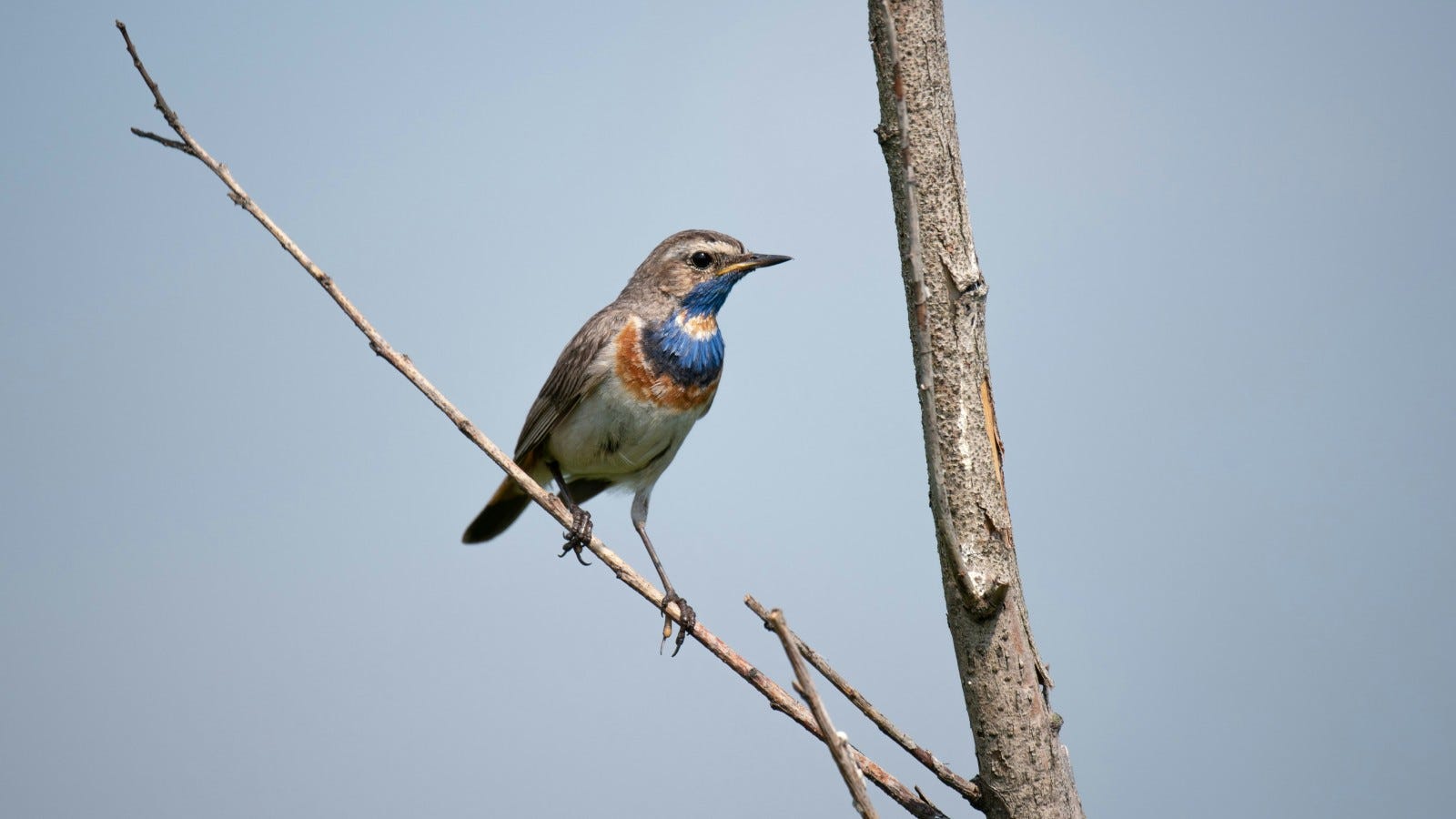 A bluethroat perched on a thin branch against a clear blue sky, showing its vivid blue and reddish throat markings. A bluethroat perched on a thin branch against a clear blue sky, showing its vivid blue and reddish throat markings.