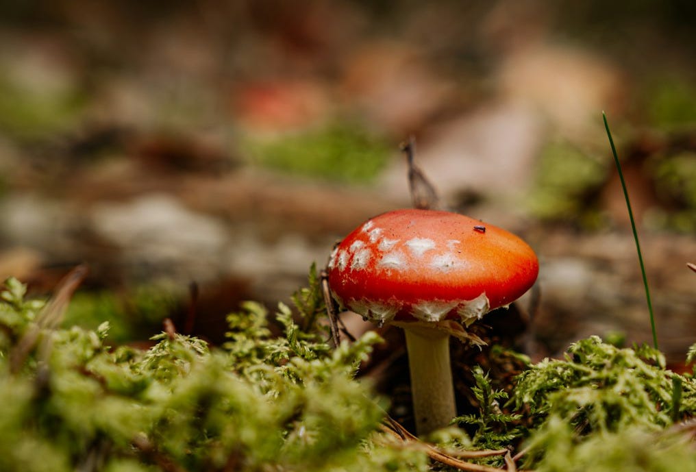 A red mushroom sitting on top of a moss covered ground
