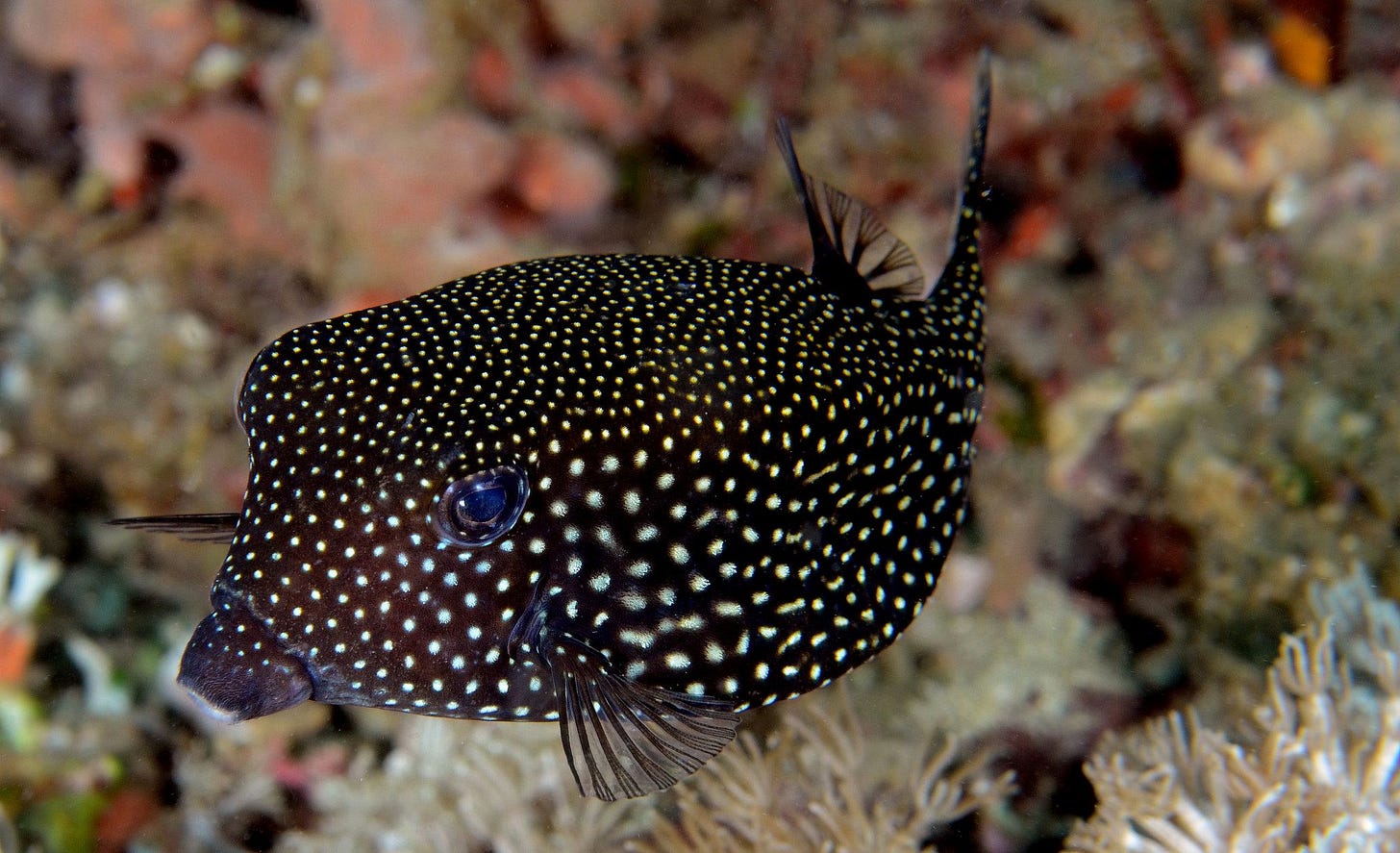 056_adj_DSC_8560 black boxfish, female - Ostracion meleagris | Fish ...