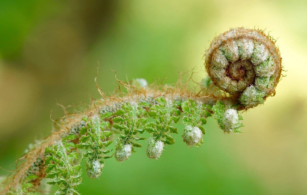 fern Image by suju-foto from Pixabay