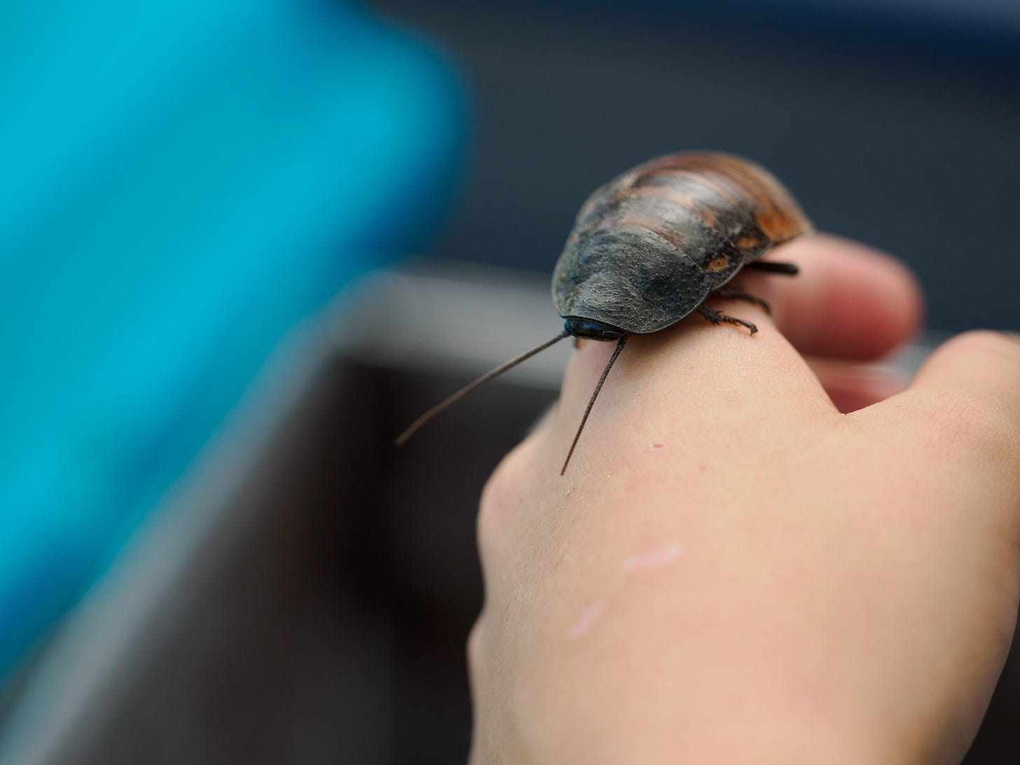 Madagascar Hissing Cockroach