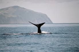 Whales Whales