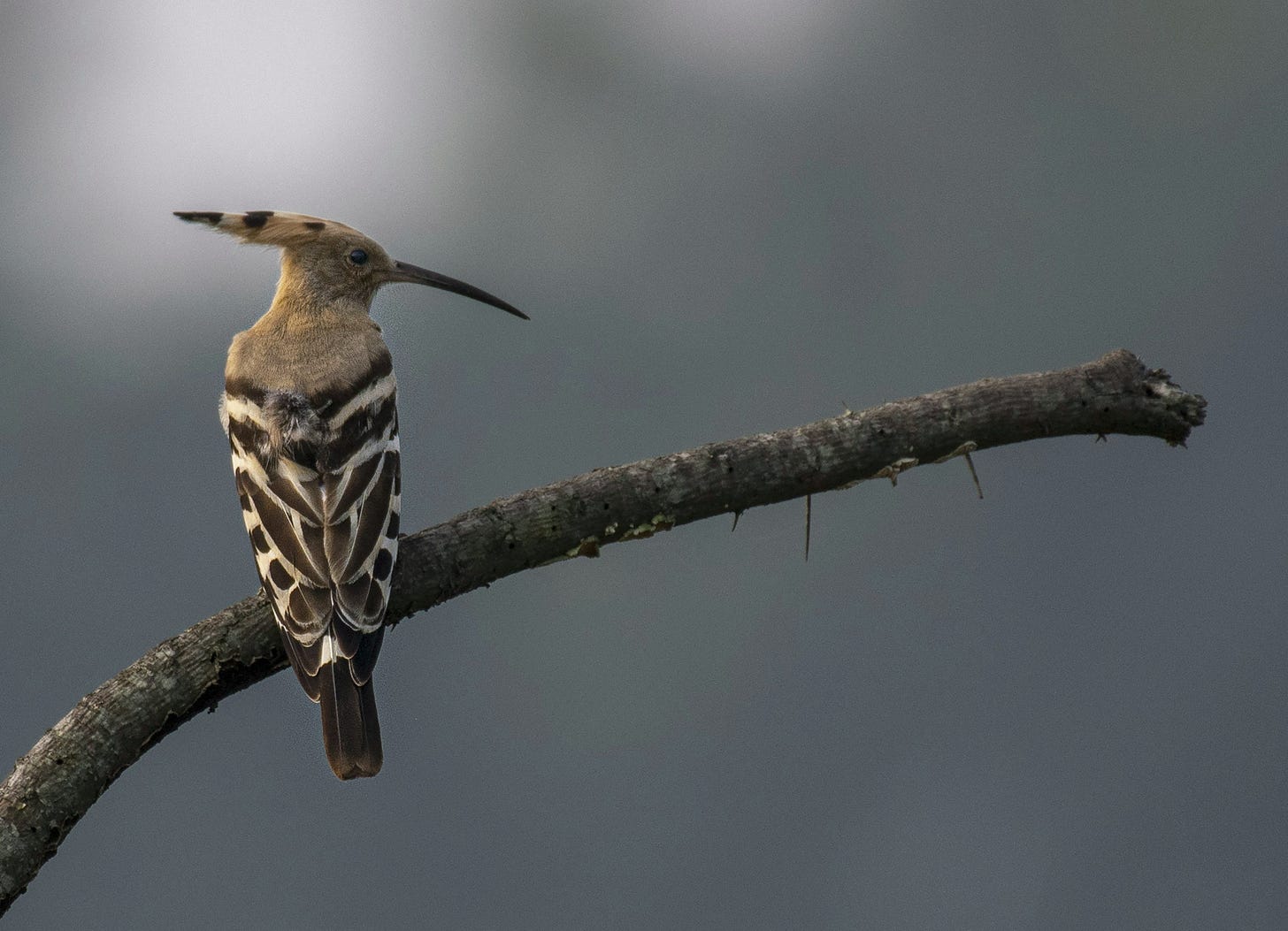 Photo of a hoopoe sitting on a branch. Photo of a hoopoe sitting on a branch.