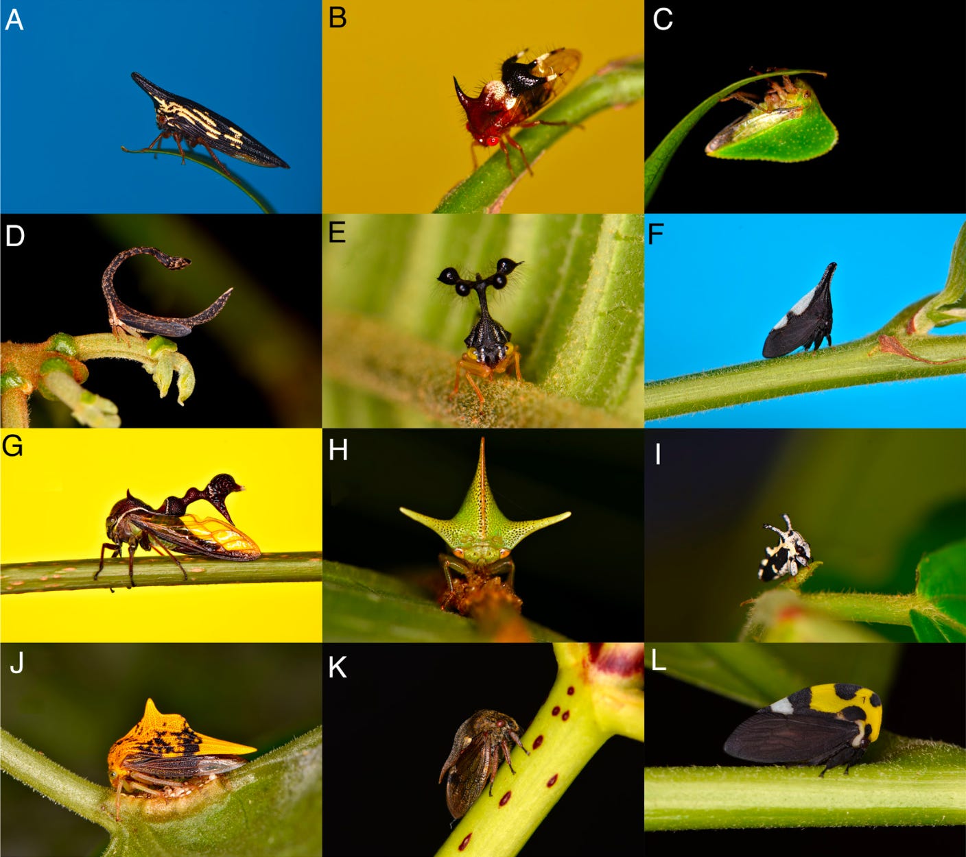 Treehopper Types Why Do Treehoppers Have Such Bizarro Body Shapes?