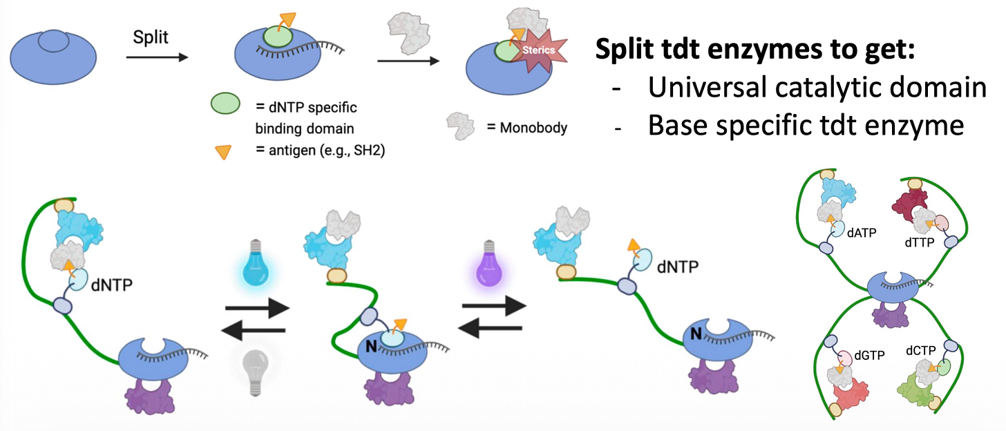 Proposed system for template-free single-stranded DNA synthesis using a binder and a photoswitch. Proposed system for template-free single-stranded DNA synthesis using a binder and a photoswitch.