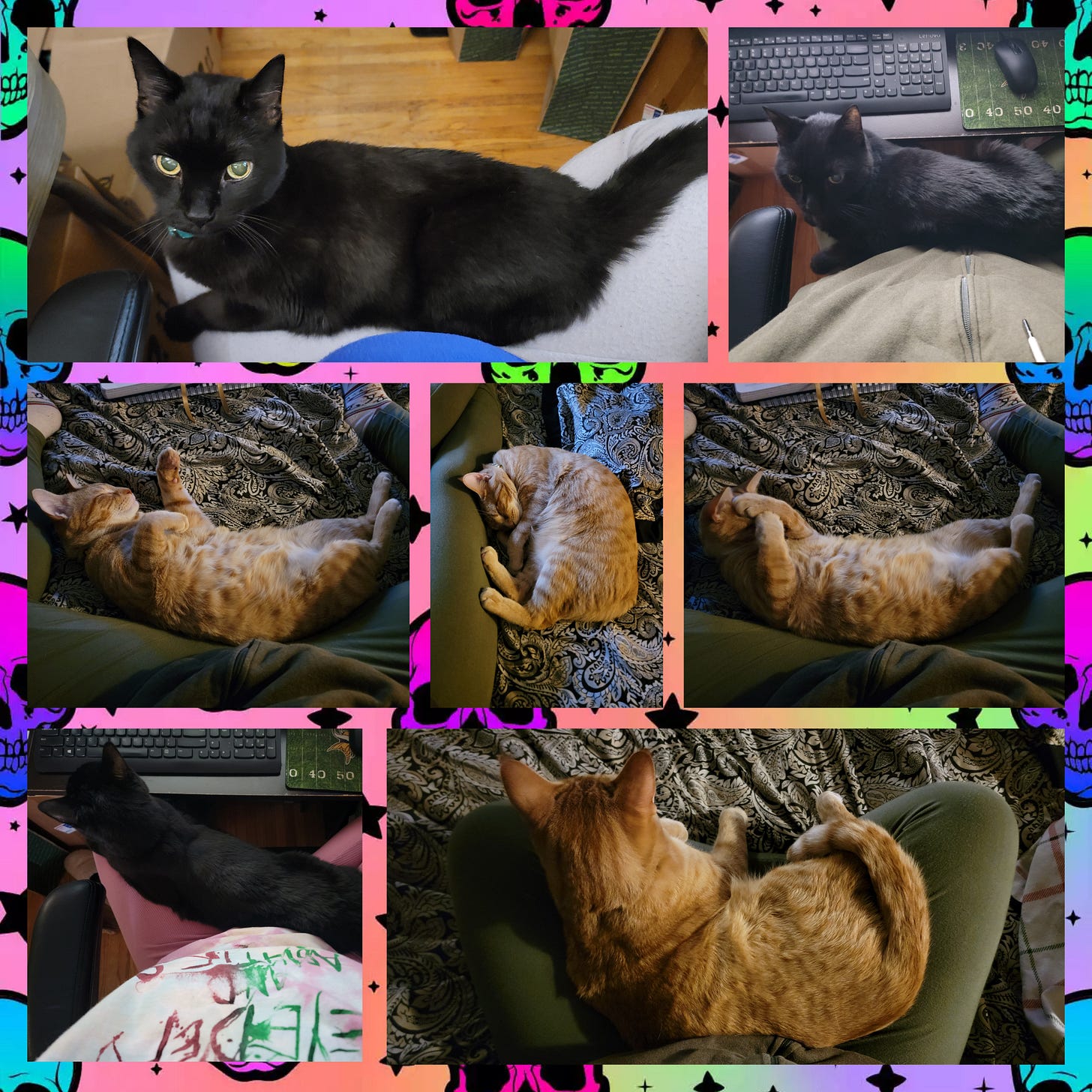 A seven photo collage of a black cat or an orange cat near or in my lap.