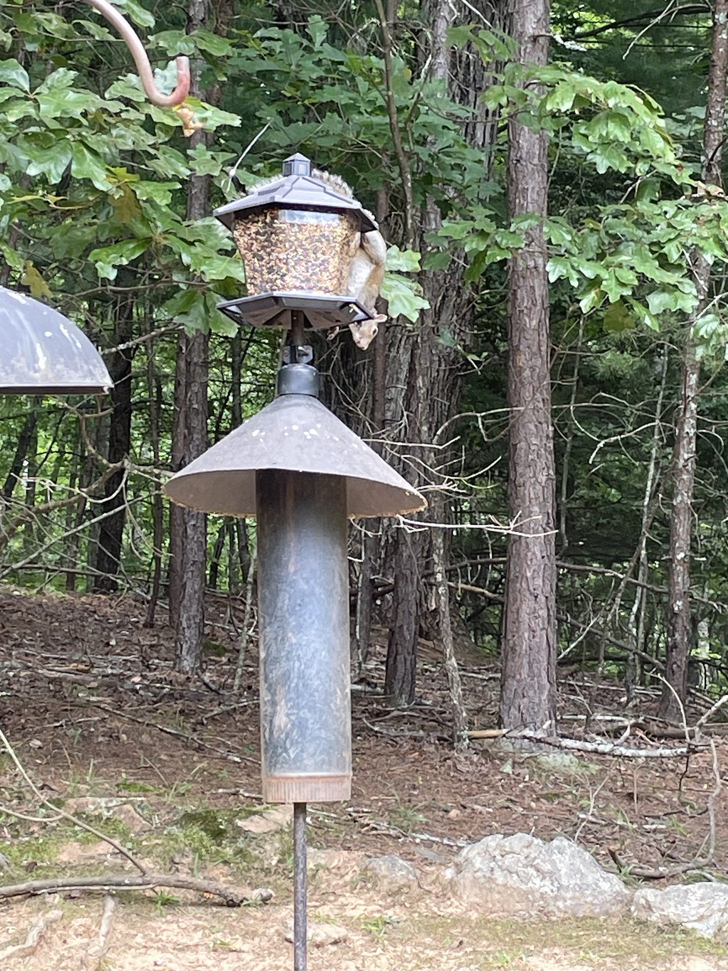 Image of a hexagonal bird feeder full of seed, with a squirrel hanging off it.