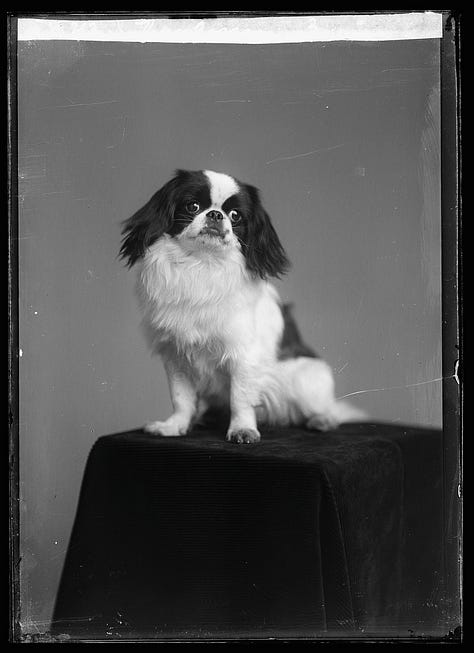 images of people and dogs and cats