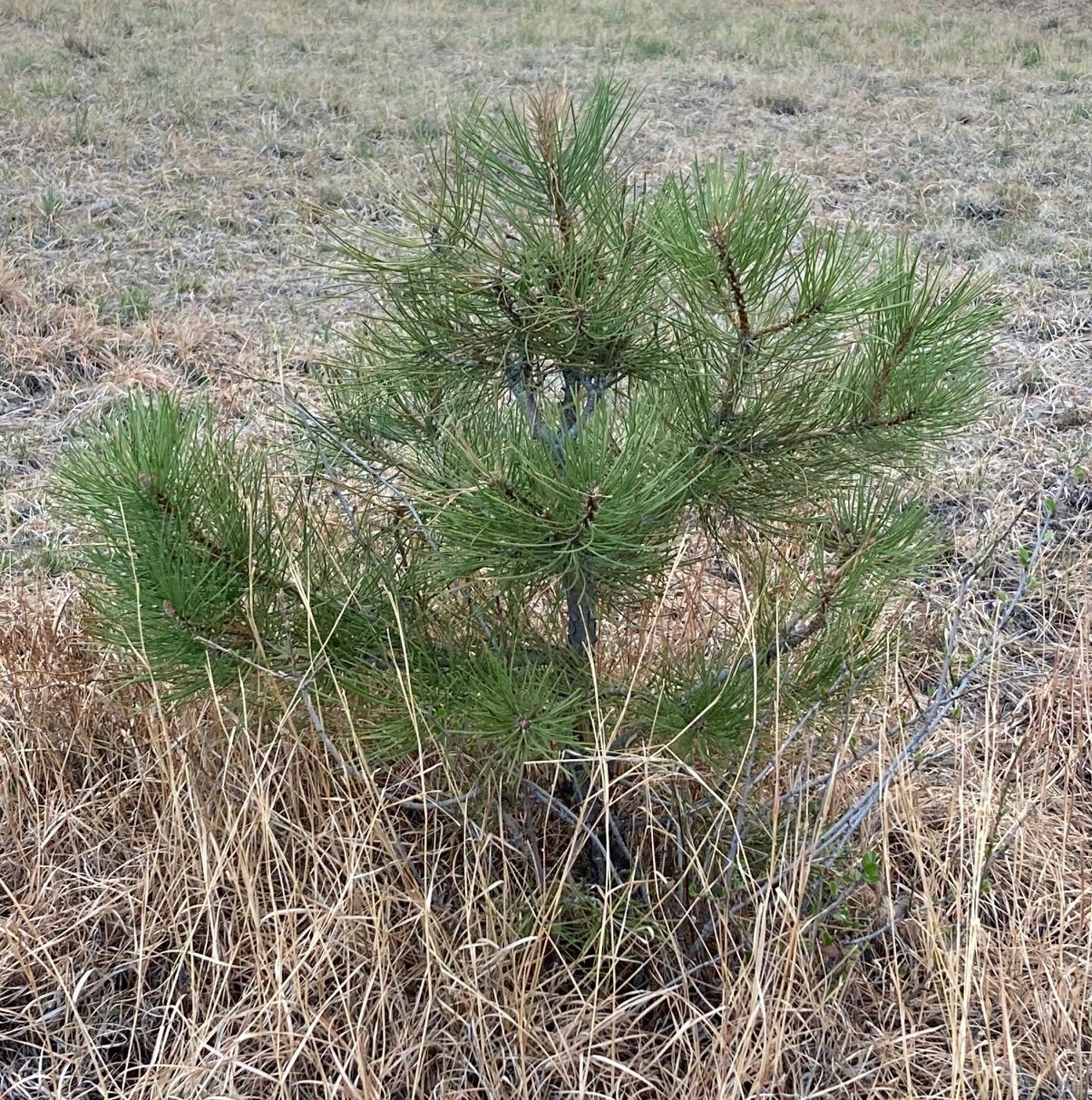 A Little Pine Tree A Little Pine Tree