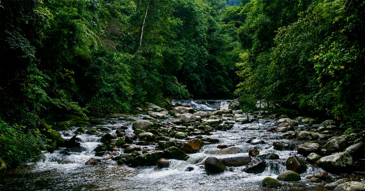 Uma paisagem de um rio raso e largo cortando uma floresta tropical fechada. O leito do rio é repleto de muitas pedras arredondadas de vários tamanhos, com a água limpa correndo e formando pequenas espumas brancas entre elas. A vegetação nas margens é muito alta, verde e densa. Uma paisagem de um rio raso e largo cortando uma floresta tropical fechada. O leito do rio é repleto de muitas pedras arredondadas de vários tamanhos, com a água limpa correndo e formando pequenas espumas brancas entre elas. A vegetação nas margens é muito alta, verde e densa.