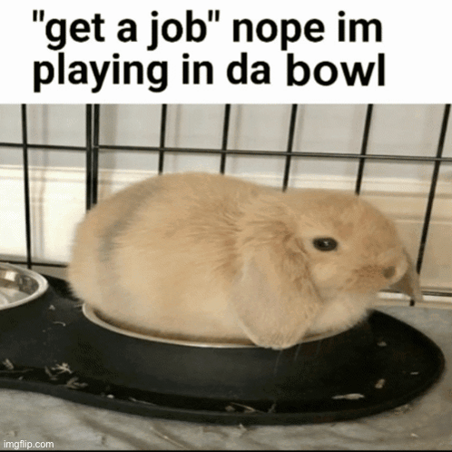 a picture of a rabbit sitting in a bowl with the caption " get a job nope im playing in da bowl "