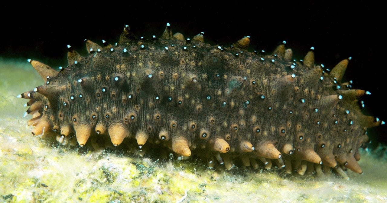 Biology | Latest News, Photos & Videos | WIRED