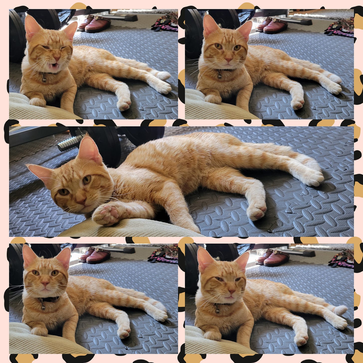 A five photo collage of an orange tabby cat hanging out ont he floor in various positions including one with his mouth open and he vocalizes and another when he is squinting his eyes.
