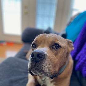 Case Report: Canine Lymphoma, age 12, Male