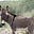 My Donkey in the Country's avatar