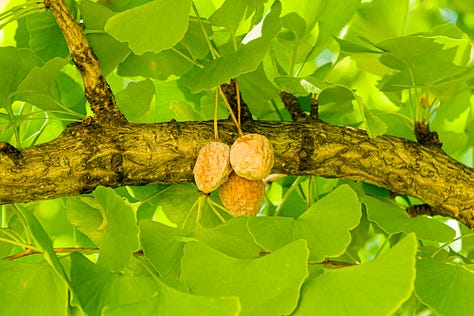 Ginkgo trees in urban settings. Copyright Tom Kimmerer