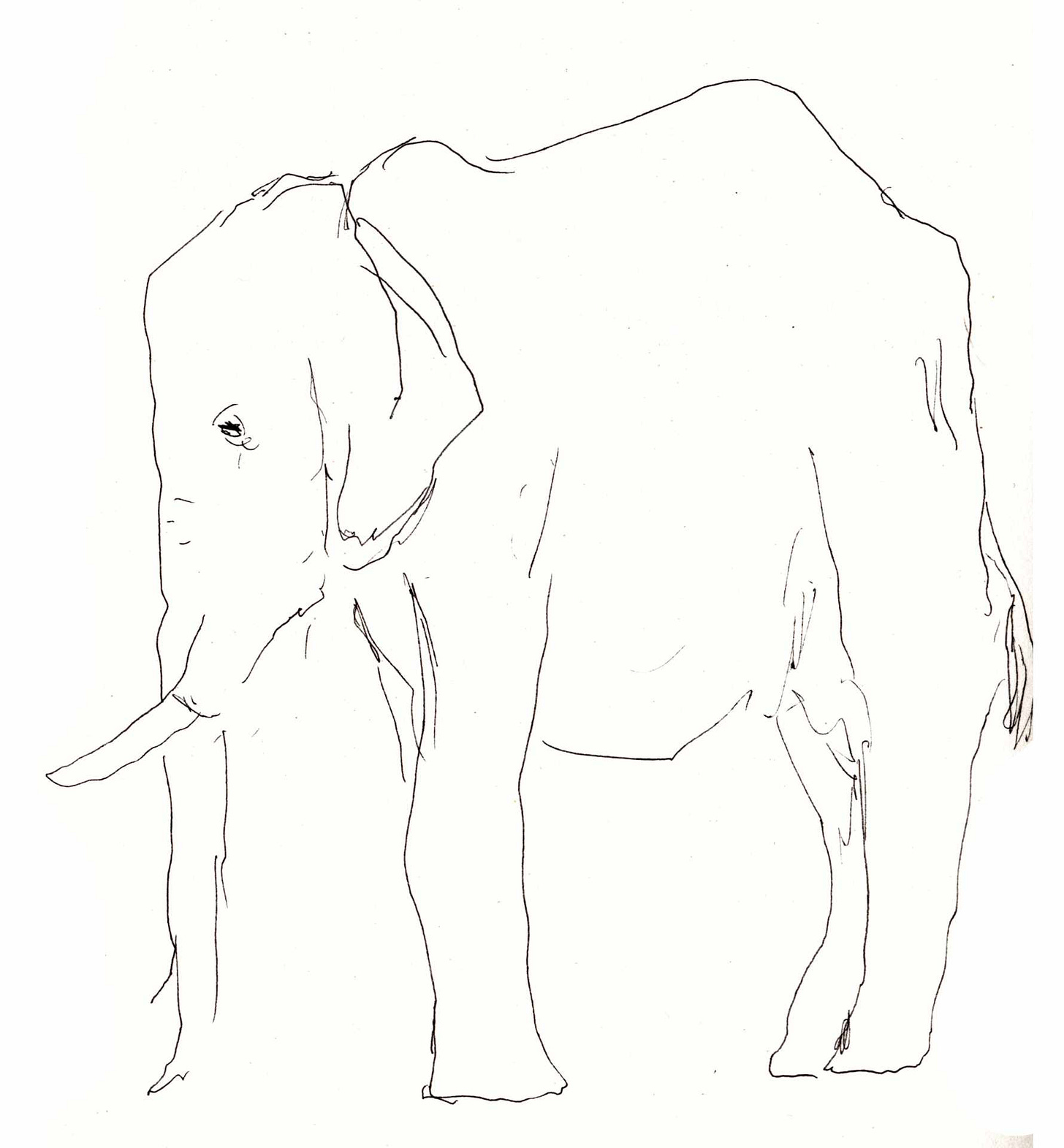 Ink drawing of an elephant.