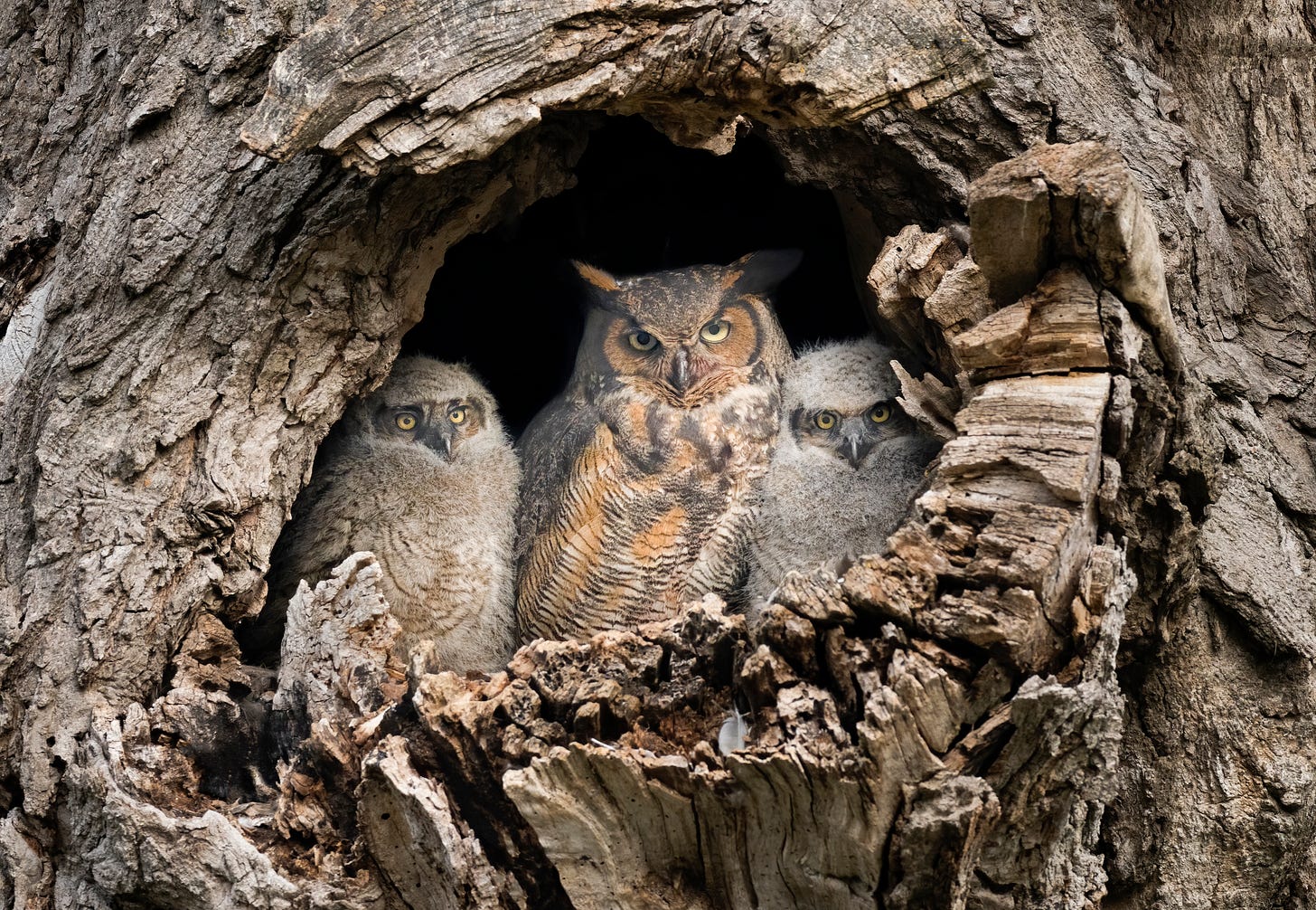 Great horned owl mom and babies by Yan Zhang