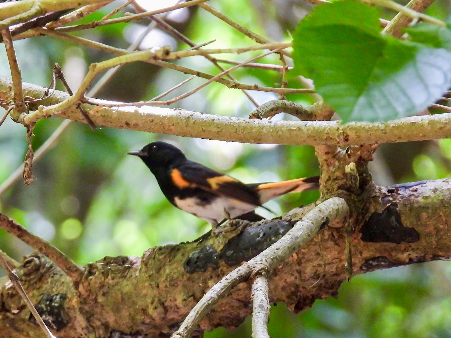 A small black warbler with striking orange patches on its flanks, wings, and tail, darts along a tree branch in search of insects. The bird has a thin black bill, a black eye, and white extending from its belly to its under-tail. Lush green woods fill the background of this photo.