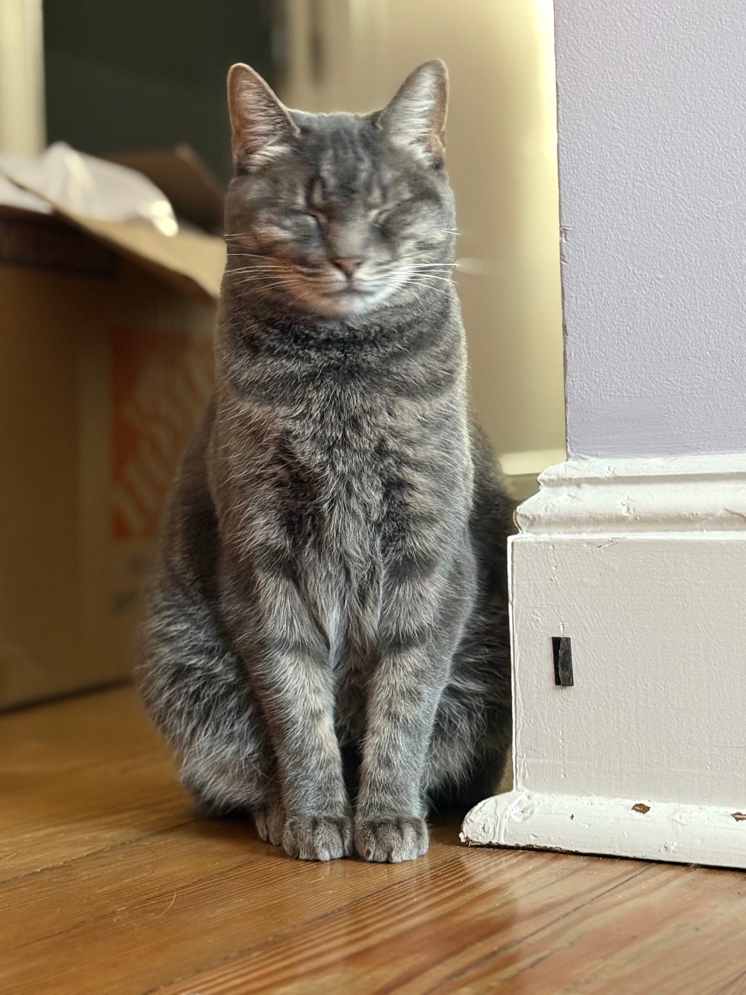 grey tabby cat with eyes closed