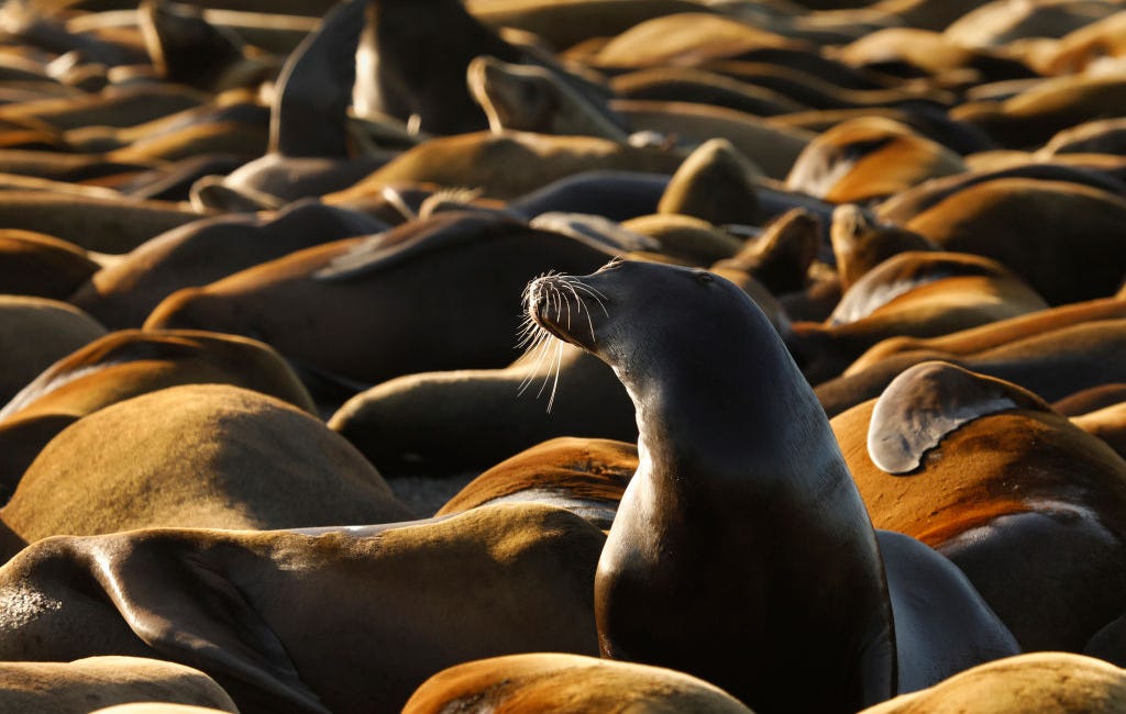 The Congresswoman Who Wants to Shoot Sea Lions