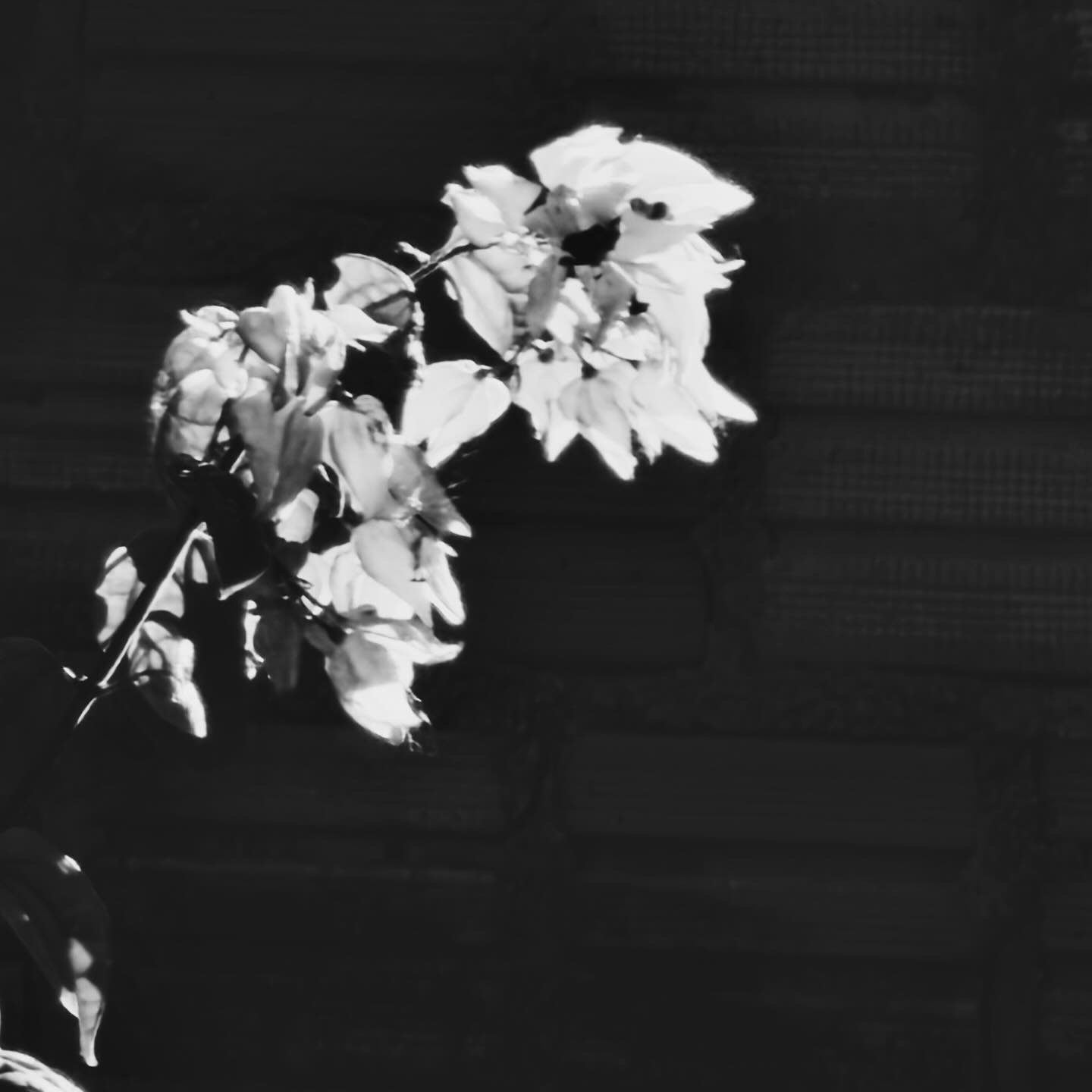 Pode ser uma imagem em preto e branco de flor, parede de tijolos e texto