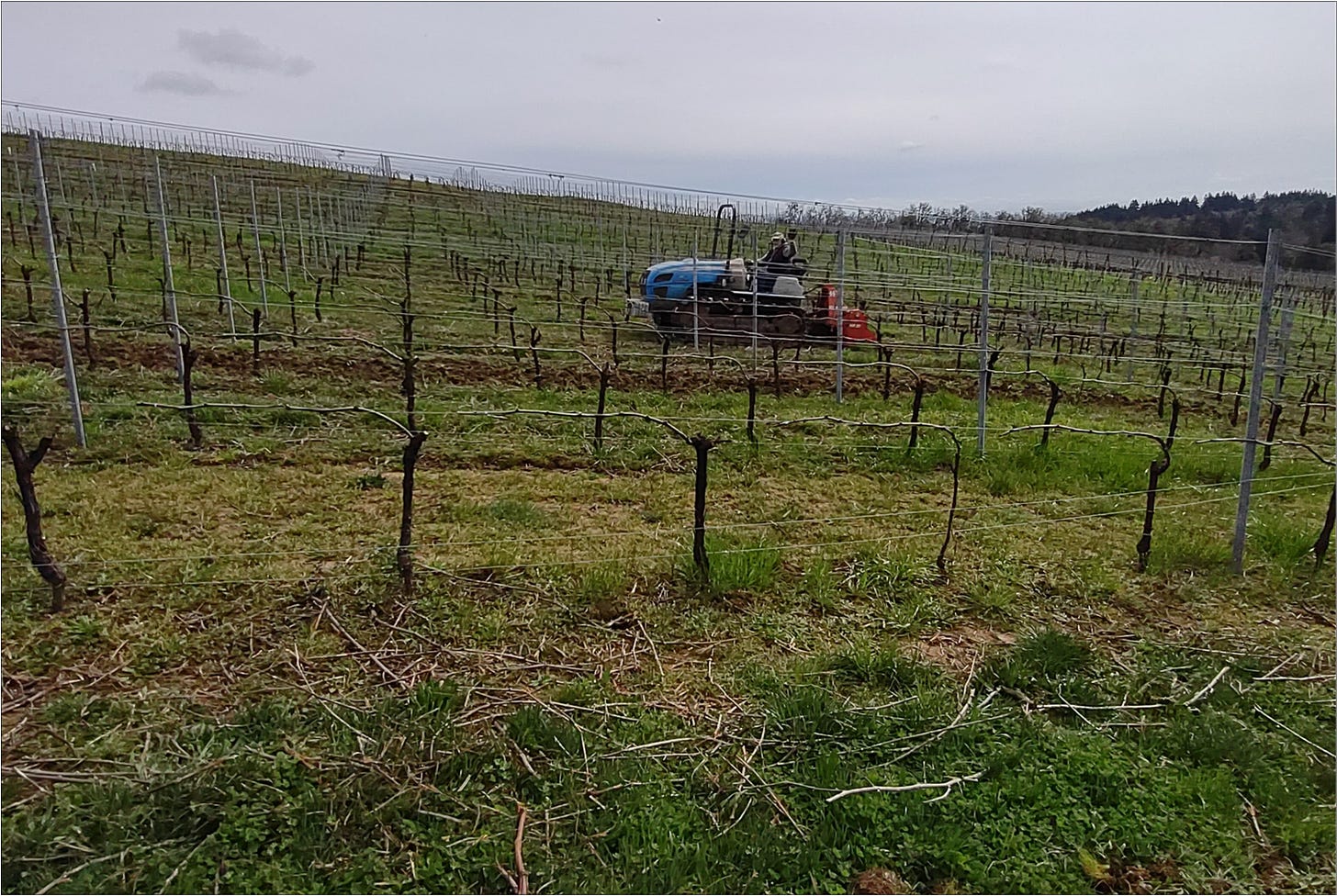 Ernie rototilling and feeding Pinot Noir vines.