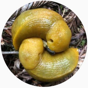 Salmon Creek Stories \ud83d\udc0c